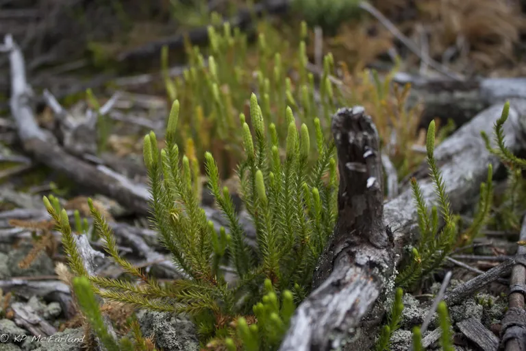 Gada staipeknis (Lycopodium annotinum).