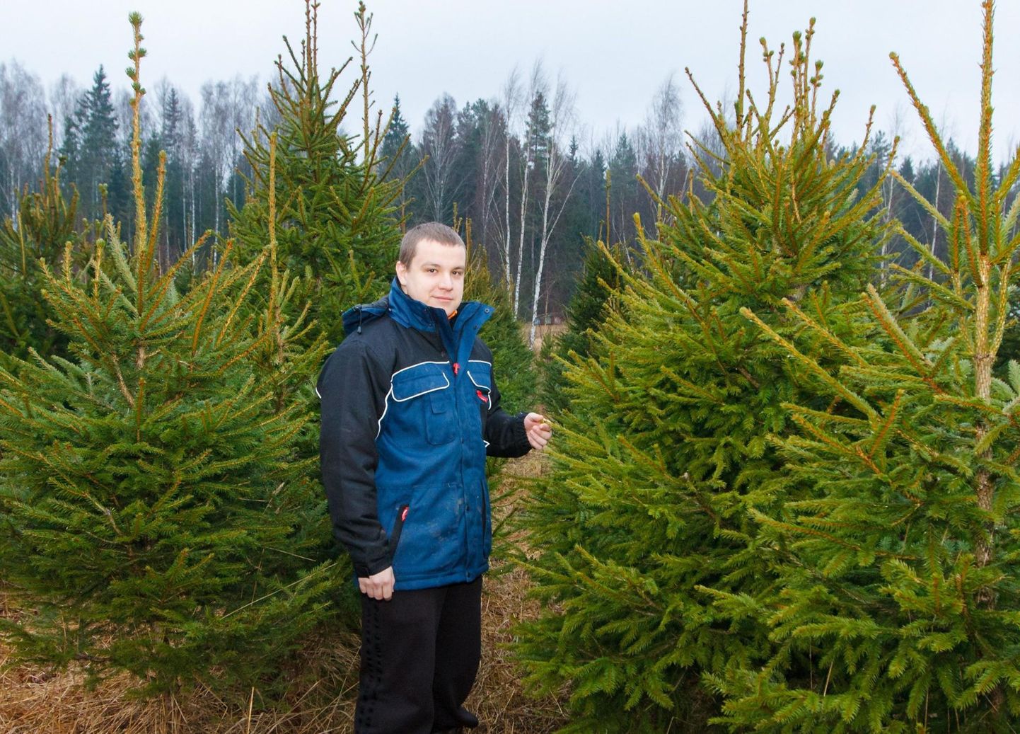 Kristjan Sepp tegeleb jõulupuude äriga 2014. aastal