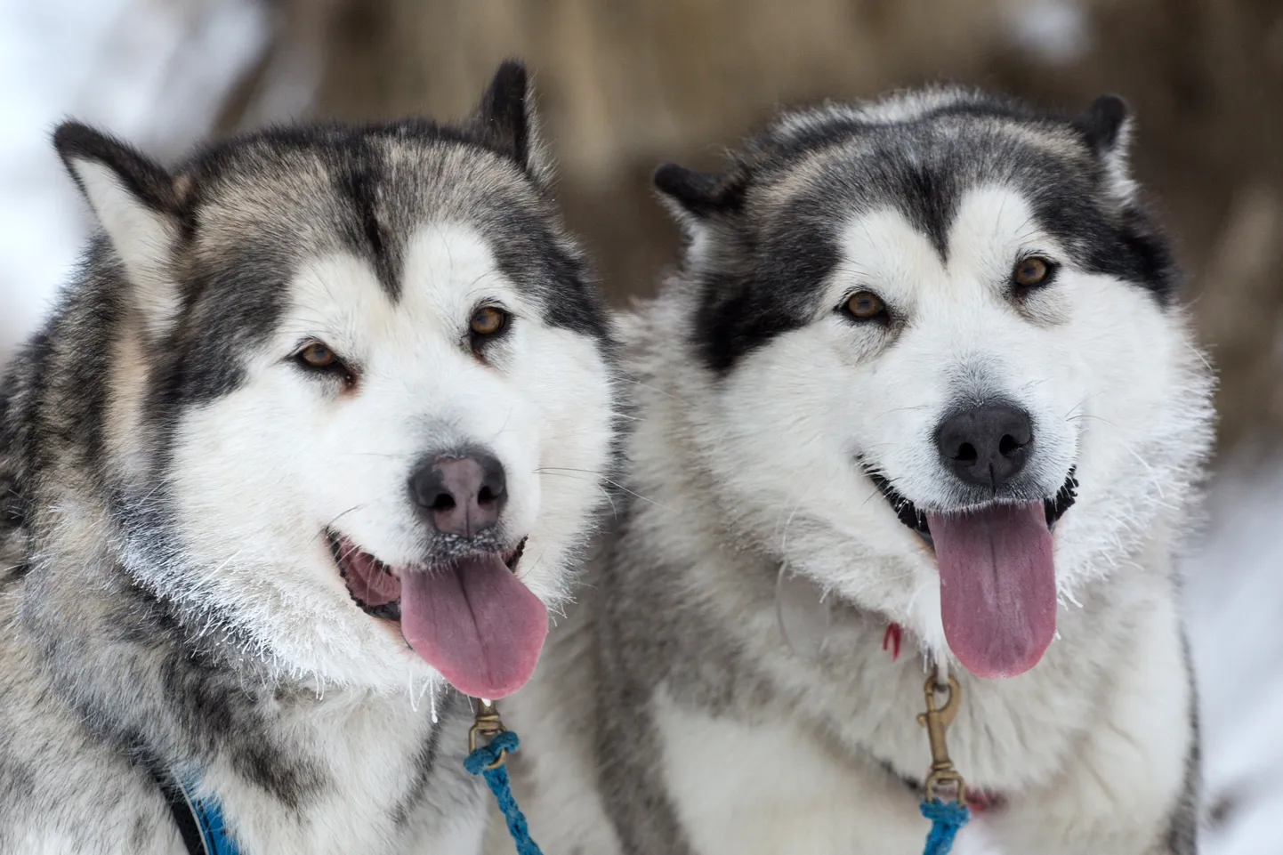 Siberi huskyd,