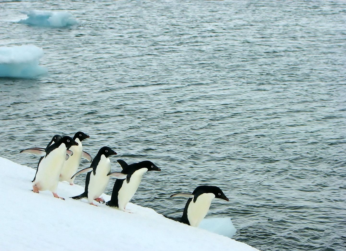 Adeelia pingviinid Antarktika poolsaarel