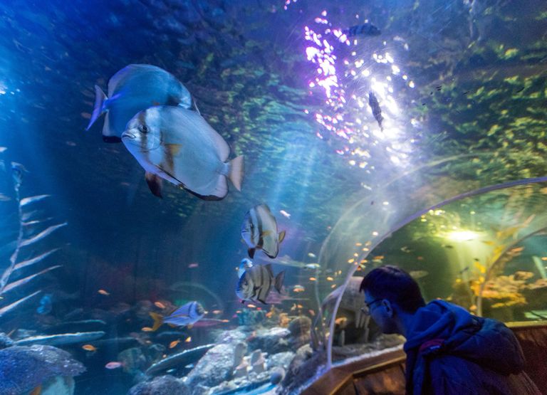 Tunnel Sea Life'i akvaariumis.