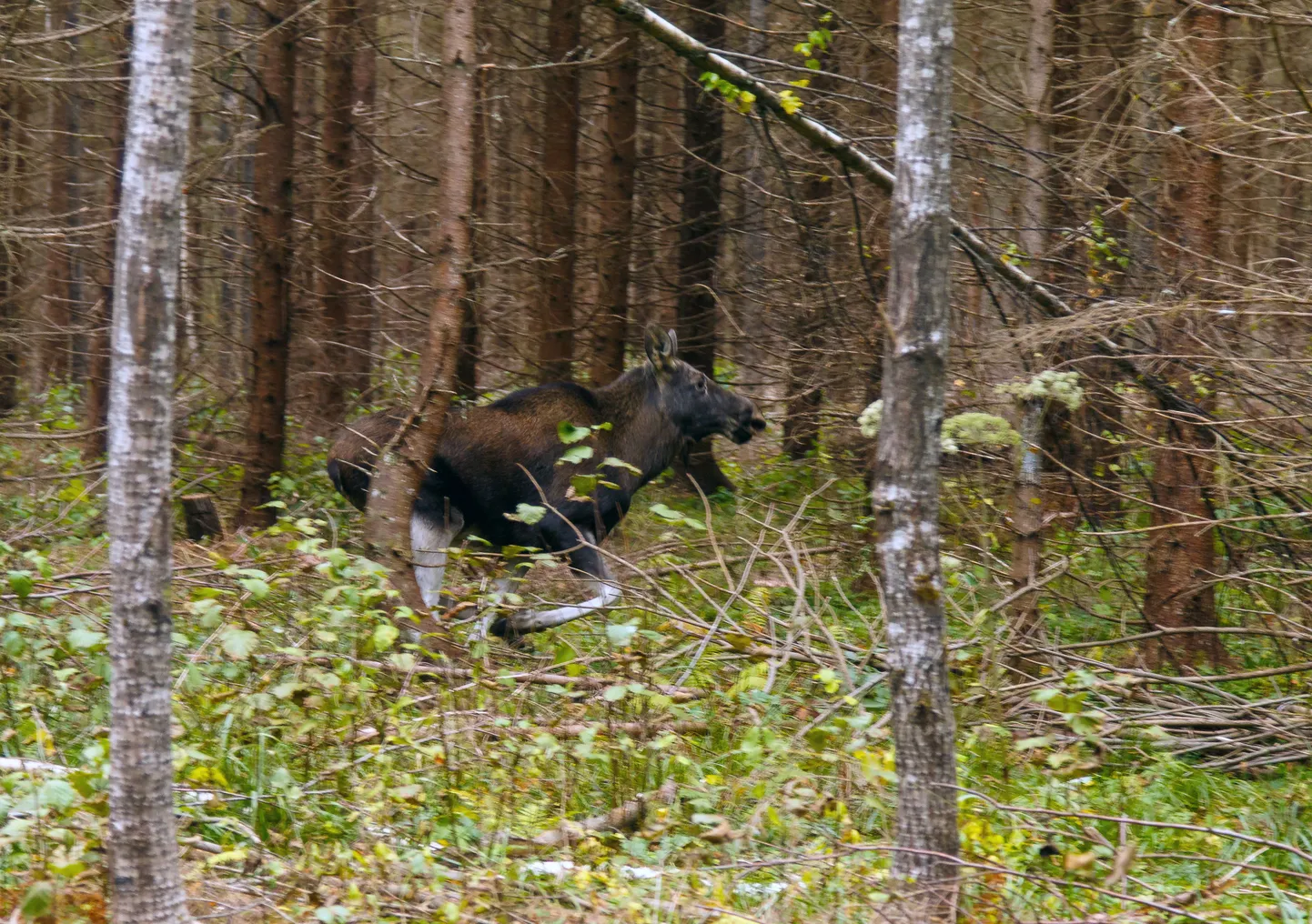 Põdra arvukus on Eestis viimase kümnendi jooksul drastiliselt vähenenud.
