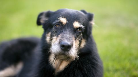 Perekond sai oma seitse aastat tagasi kaduma läinud koera kohta jahmatava teate