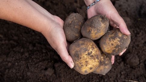 Площадь выращивания картофеля в Эстонии меньше, чем когда-либо раньше