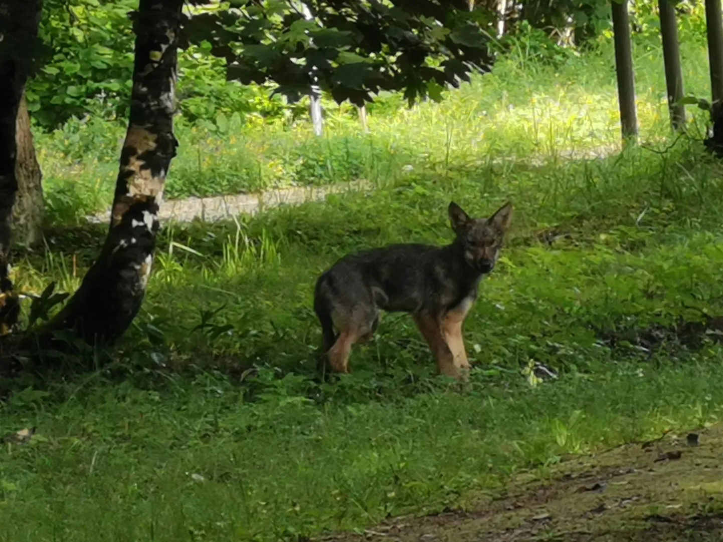 Noor hunt uudistas Tõrvaaugus külaelu ja silkas metsa tagasi.