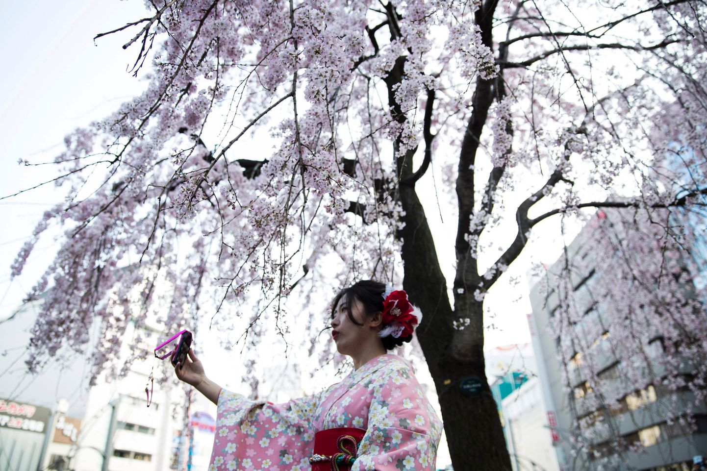 Naine kirsiõites pargis Tokyos.