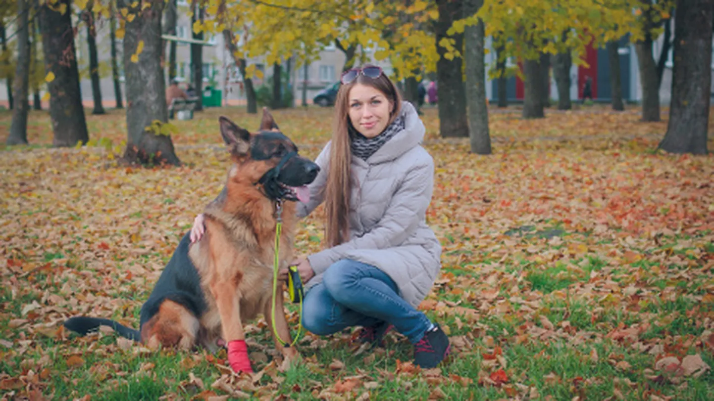Narvalanna Svetlana Gruševa ja tema lambakoer Swat. Koera käpp on kinni seotud, kuna keegi tundmatu oli mõned päevad tagasi jätnud põõsastesse midagi teravat, mis koeral veeni läbi lõikas. Kevadel aga suri naise silme all ühe ööpäevaga kaheksa mürgitatud koera.