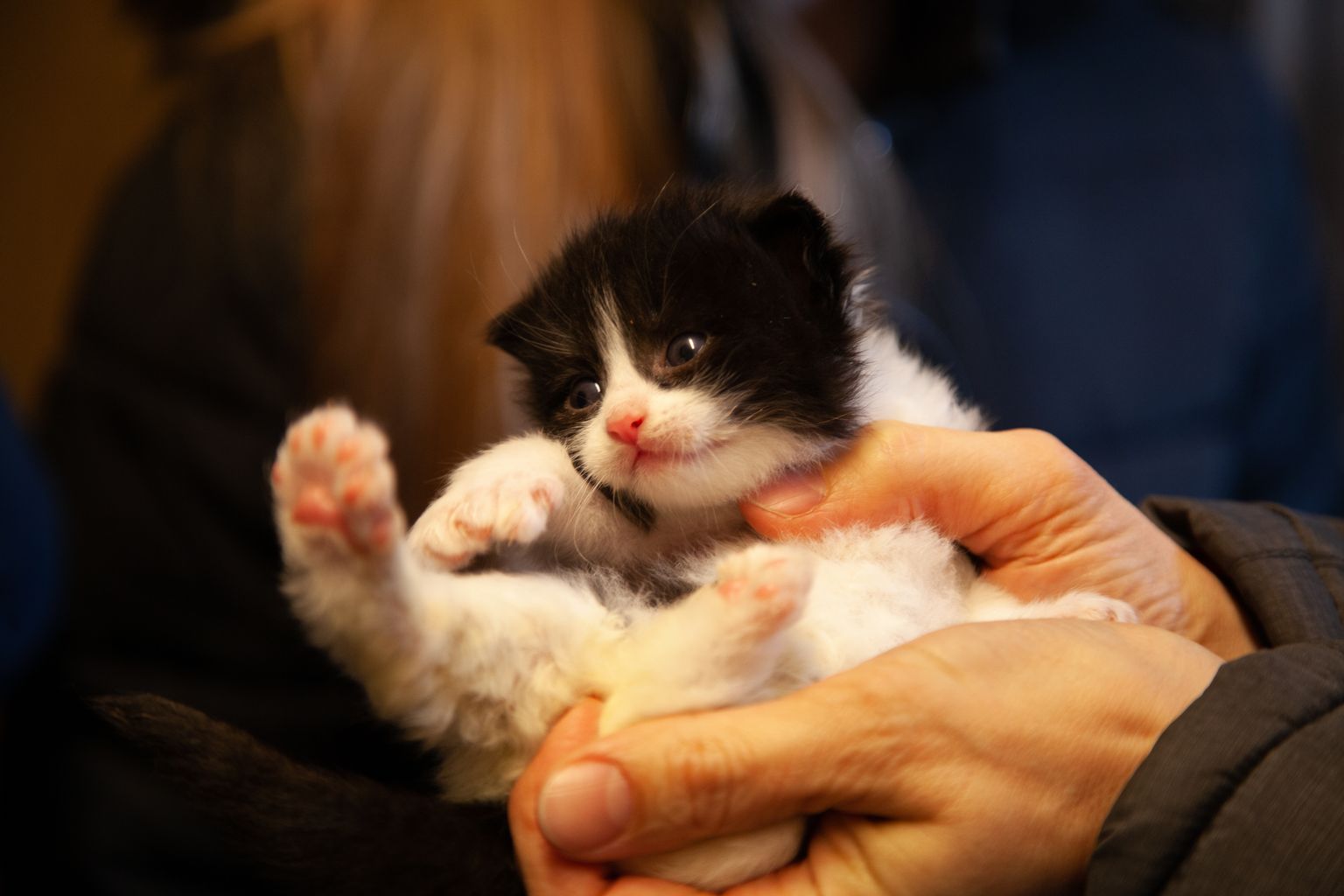 Kuuevarbaline kassipoeg Tallinna varjupaigas