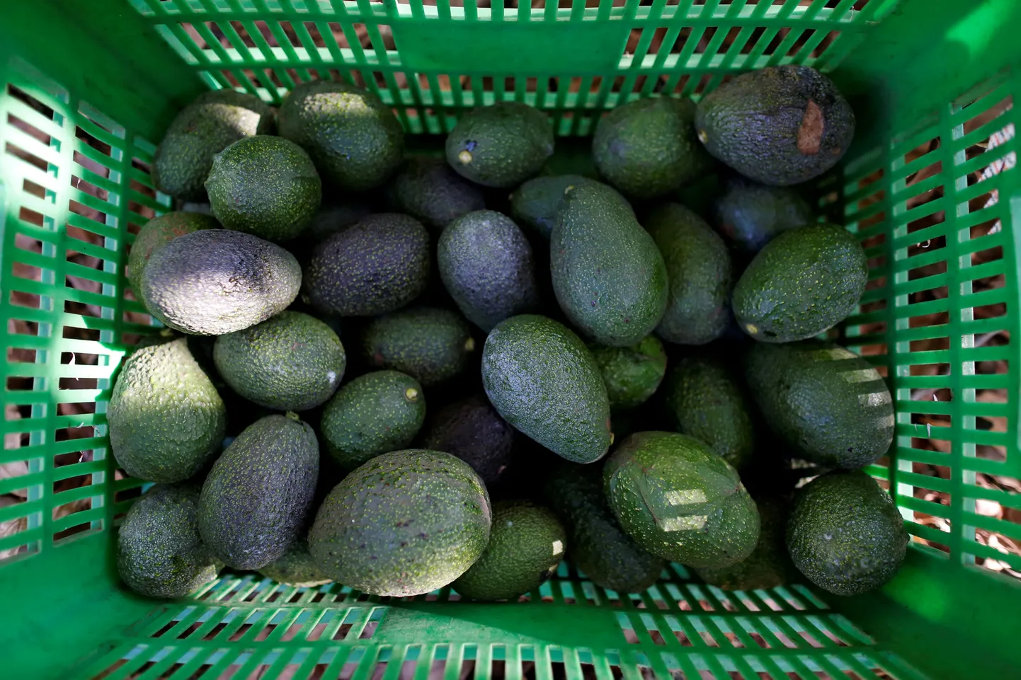 Avokaadod