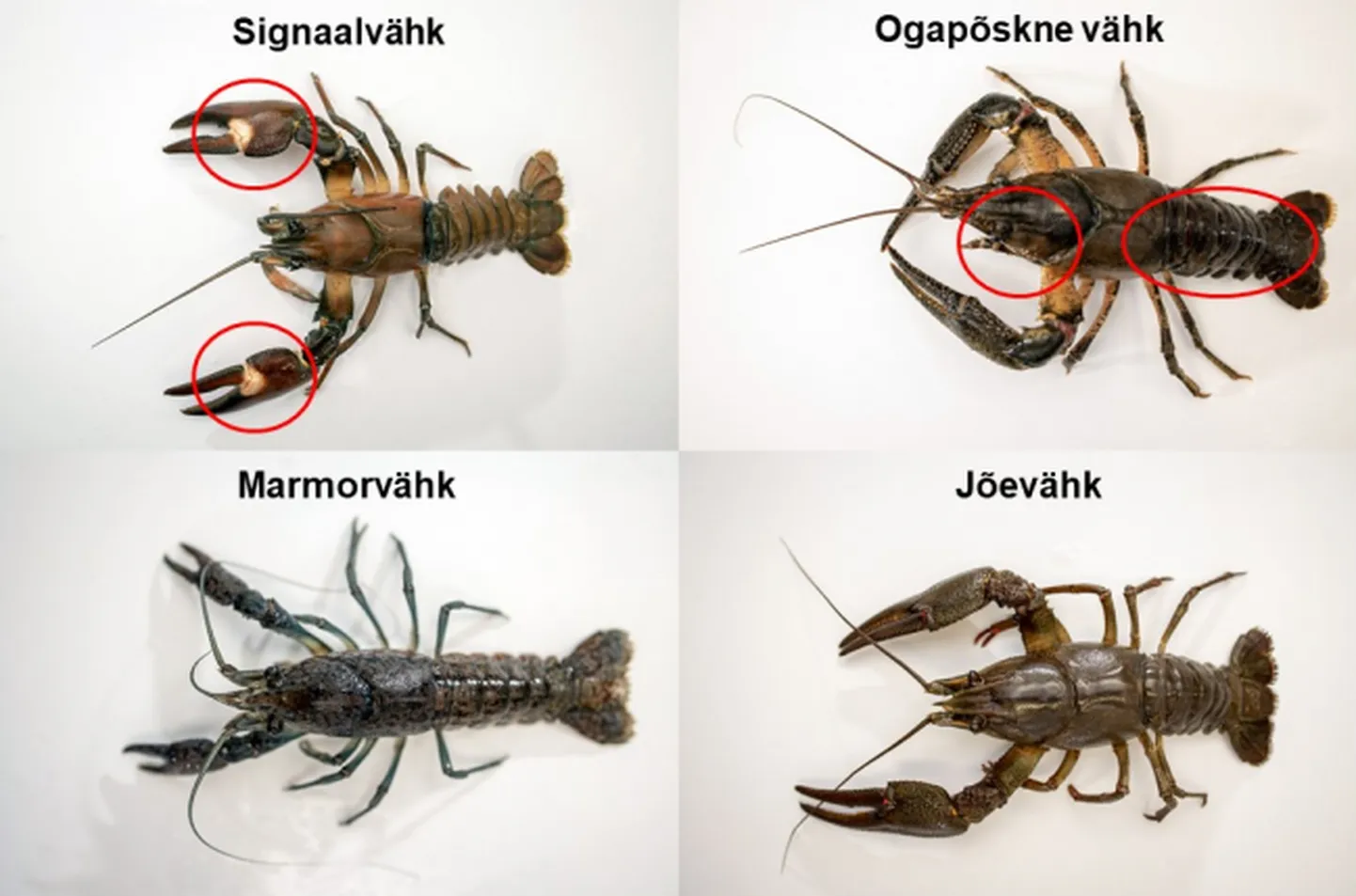 Eesti maaülikool kutsub üles teada andma vähi võõrliikidest Eesti magevetes.