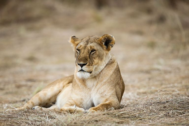 Suurema väljasuremise riskiga on 60 protsenti suurtest imetajatest, nende hulka kuuluvad ka lõvid. Foto: Scanpix