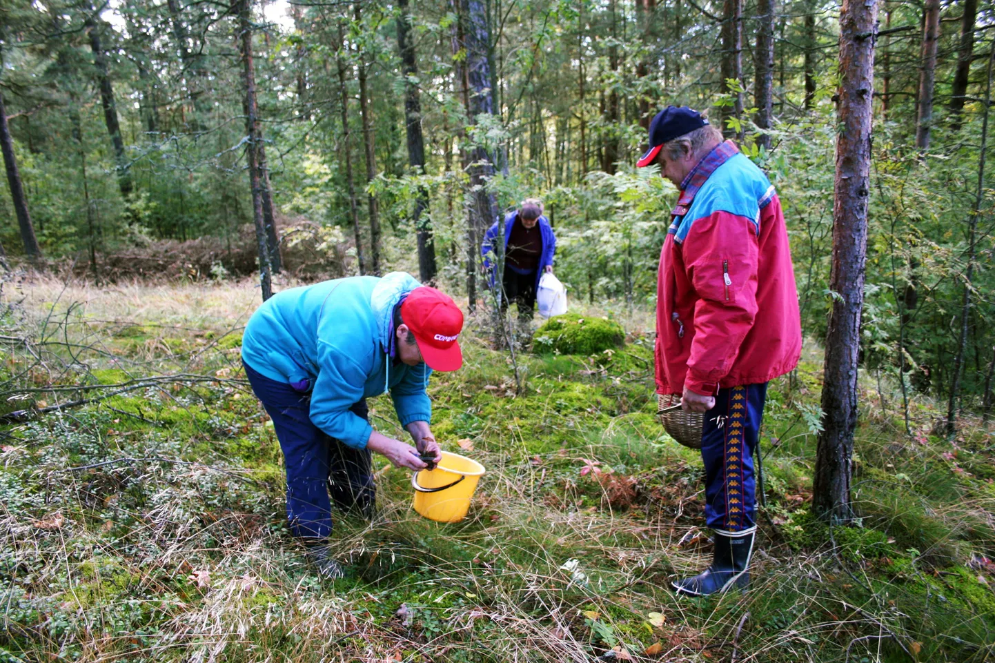 Seenelisi varitsevad metsas puugid.