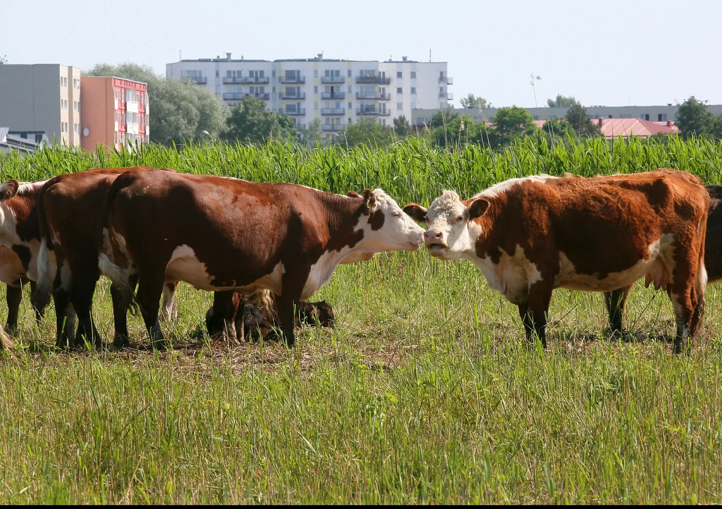 Pärnu rannaniite puhtaks nosivad veised. Foto on illustreeriv.
