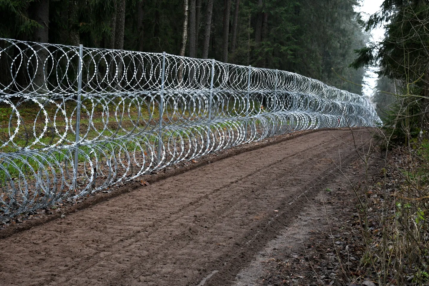 Dzeloņstiepļu žogs uz Latvijas-Baltkrievijas robežas.