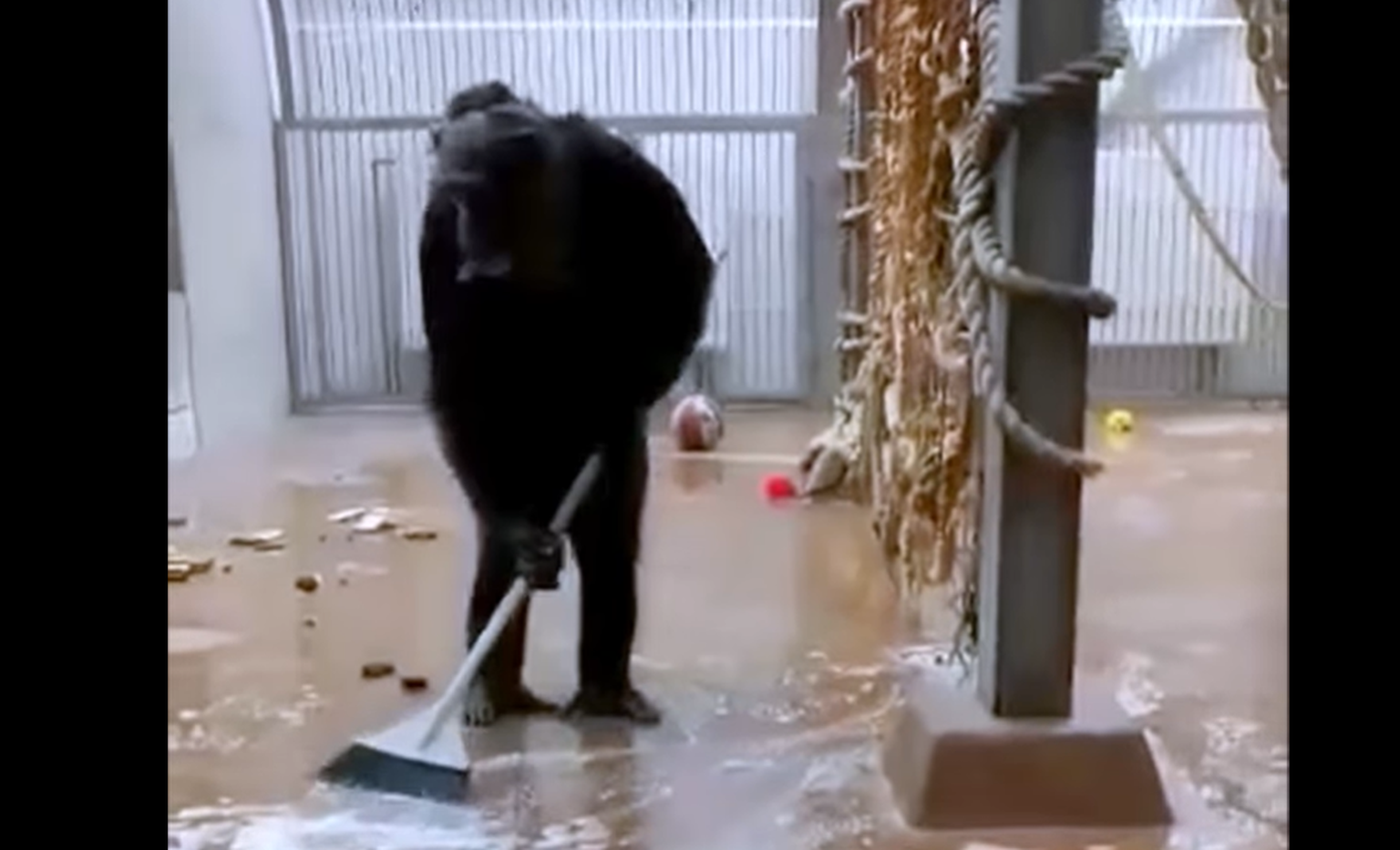 Tallinna loomaaias elav šimpans sai harja kätte ja hakkas koristama!