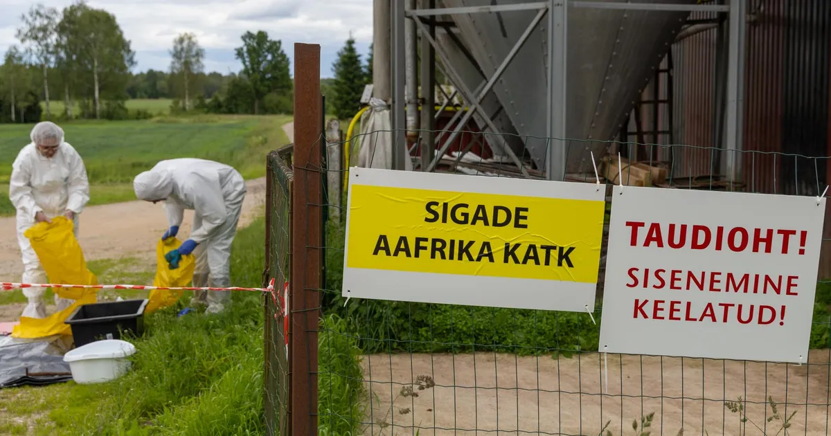 Sigade Aafrika katk jõudis ka Tartu valda, hukata tuleb üheksa looma