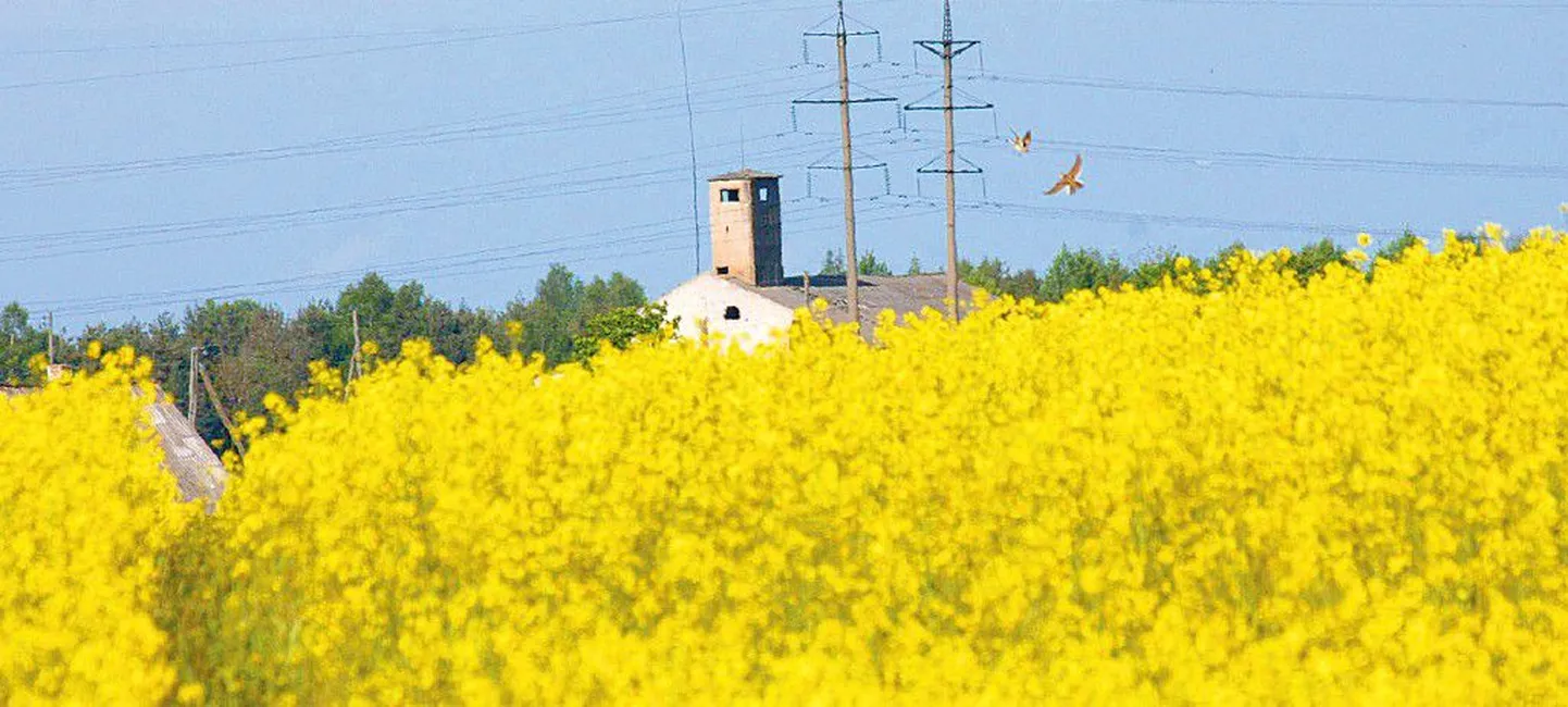 Rapsipõld.