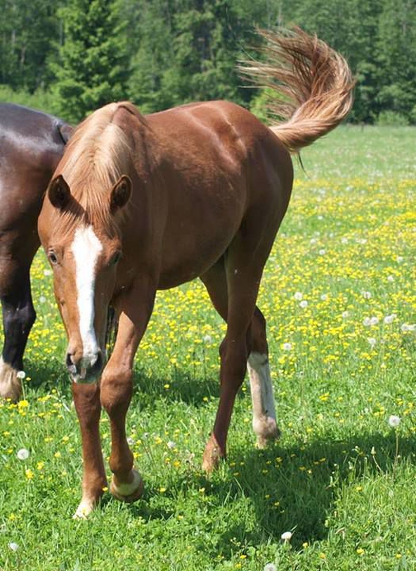 Kadunud hobune reageerib nimele Wimbledon. Loom on helepruuni värvi.