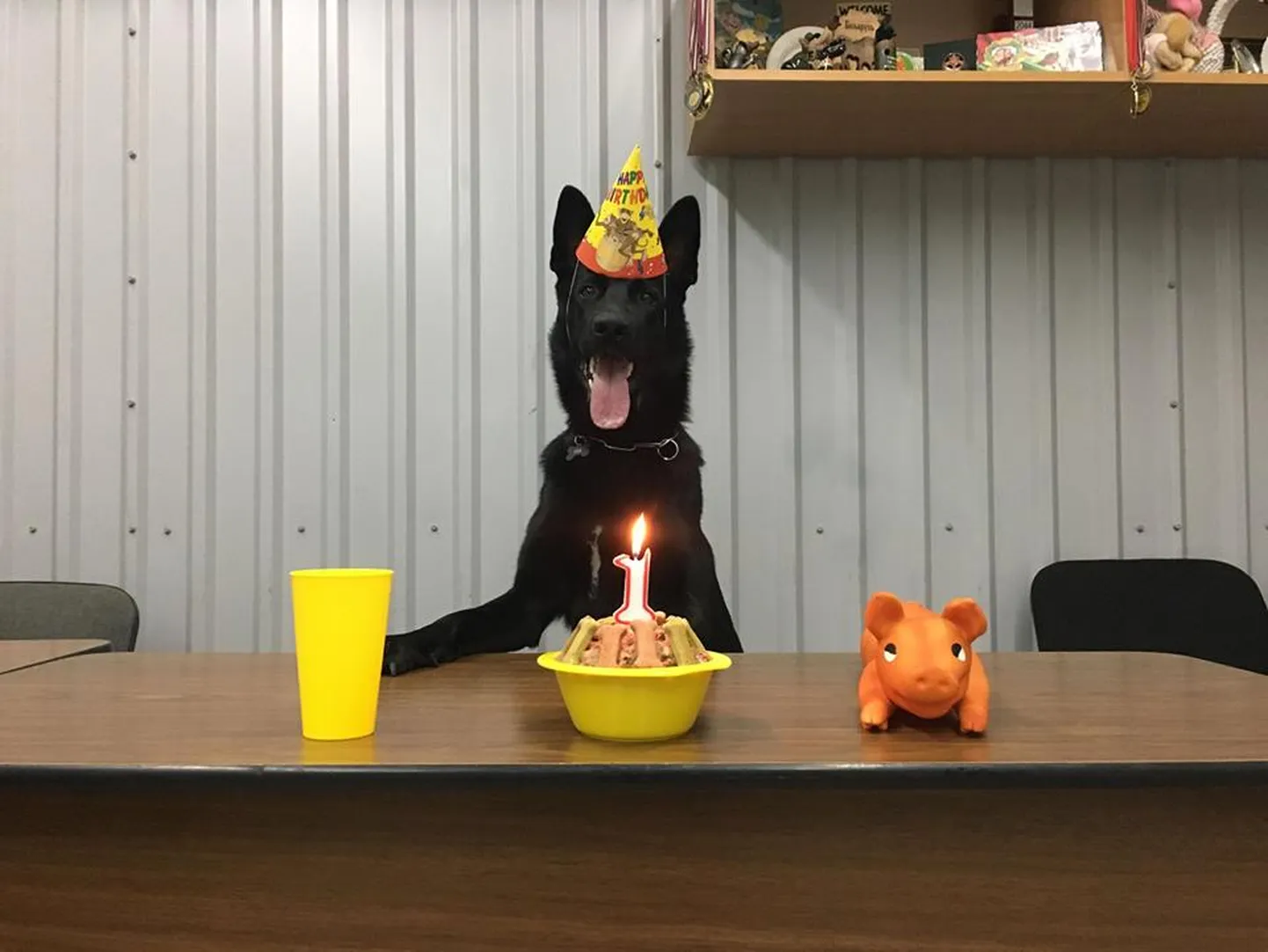 Artikli foto