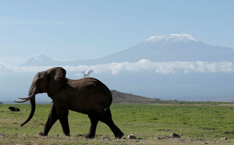 Taustal Kilimanjaro mägi. Foto: Goran Tomasevic TPX IMAGES OF THE DAY / GORAN TOMASEVIC/REUTERS/SCANPIX