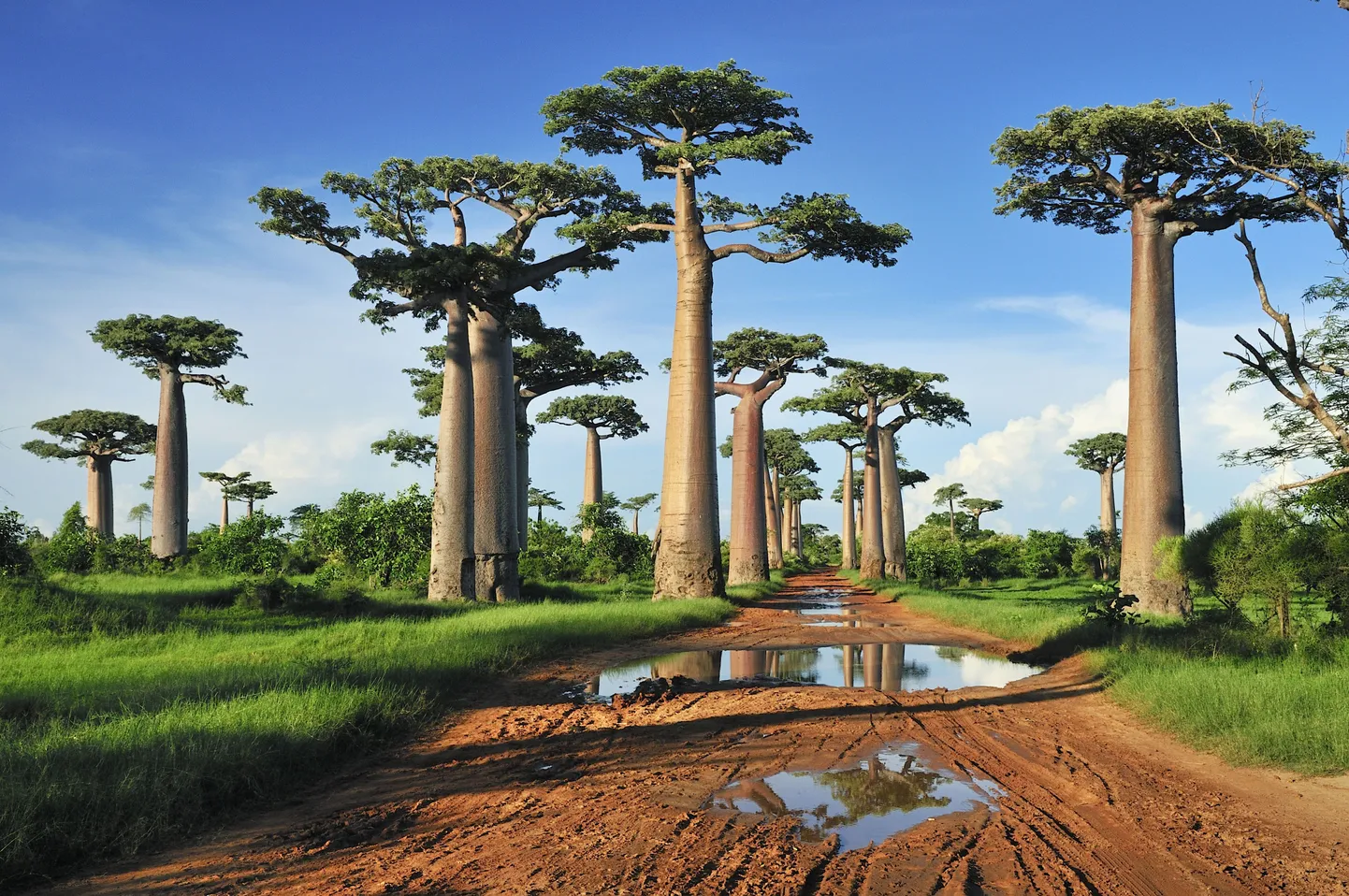 Madagaskar