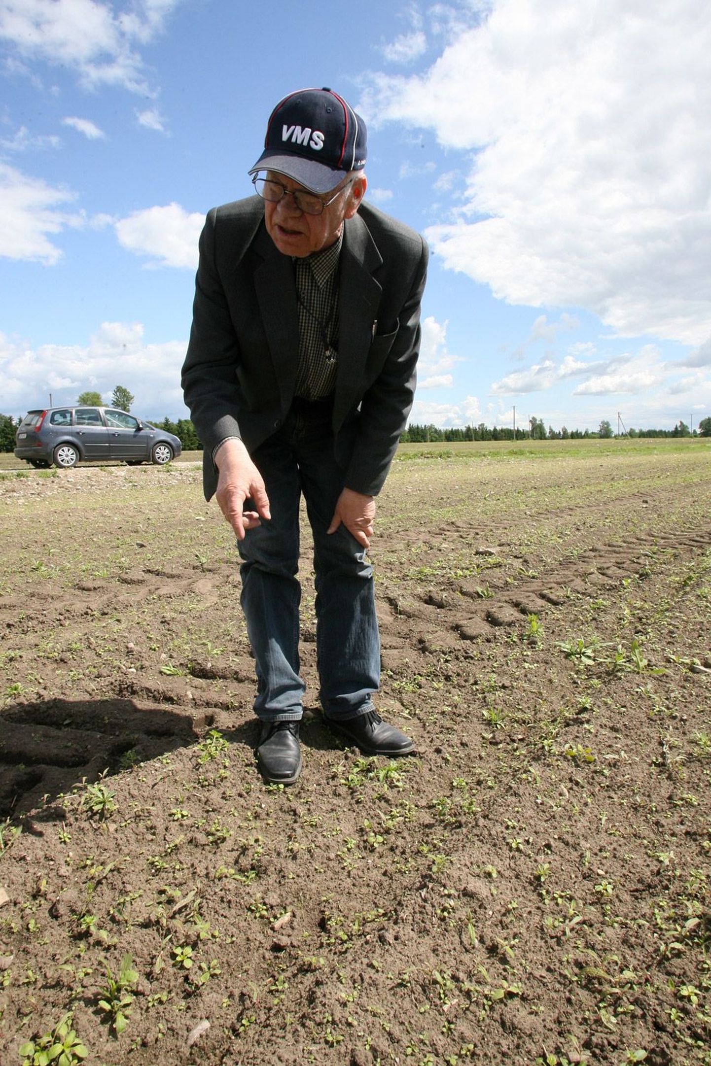 Tartu Agro peaagronoom Eino Härm näitab sookurgede hävitustööd maisipõllul.
