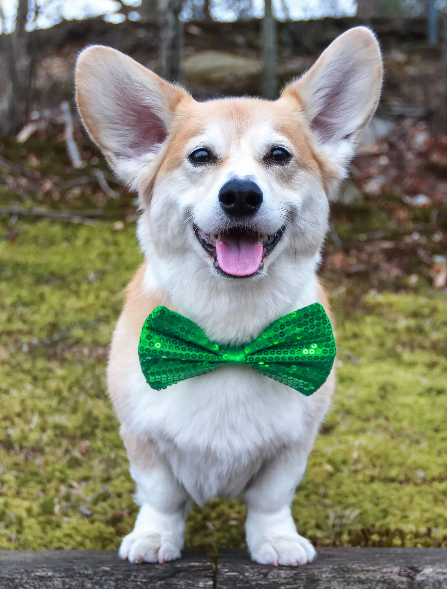 Corgi. Foto on illustratiivne.