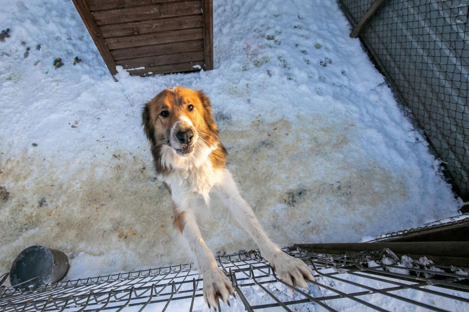 Koerad on varjupaigas juba kräunumisega harjunud ja boonusega nõus, peaasi, et antakse võimalus pere rüppe pääseda.