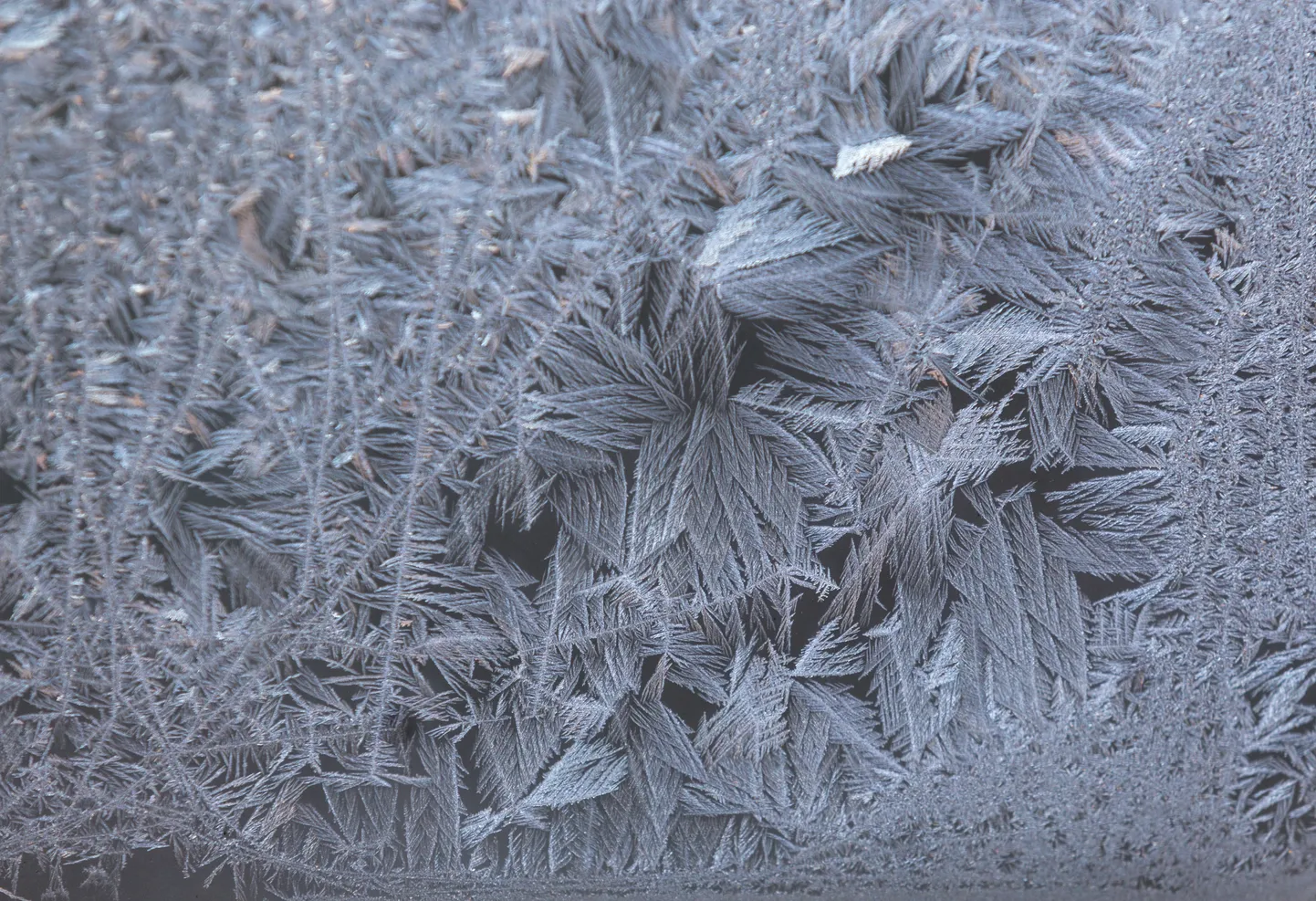 Jäälilled aknal. Foto on illustratiivne
ELMO RIIG/Sakala
