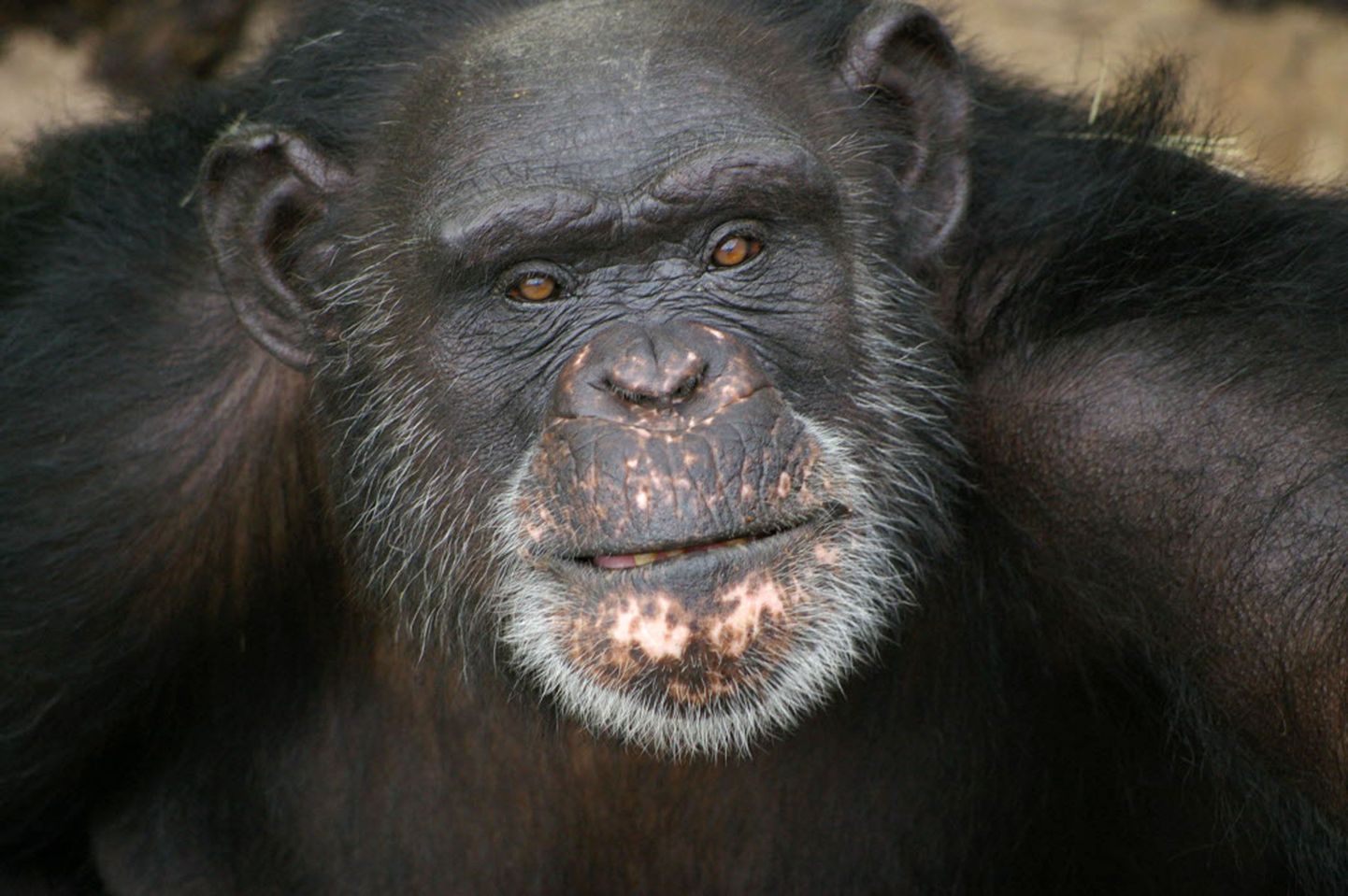 Šimpansi 18 aasta kestnud üksindus lõppes