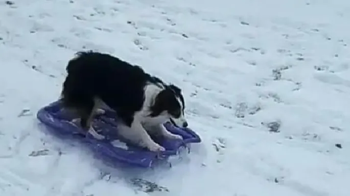 ебёт собаку 