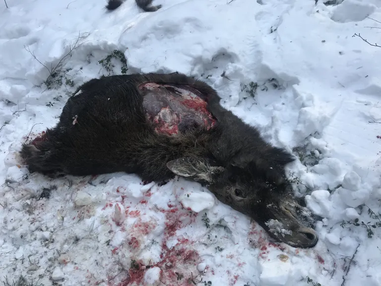 Üks kahest salakütitud põdrast Tidriku külas Lääne-Virumaal.