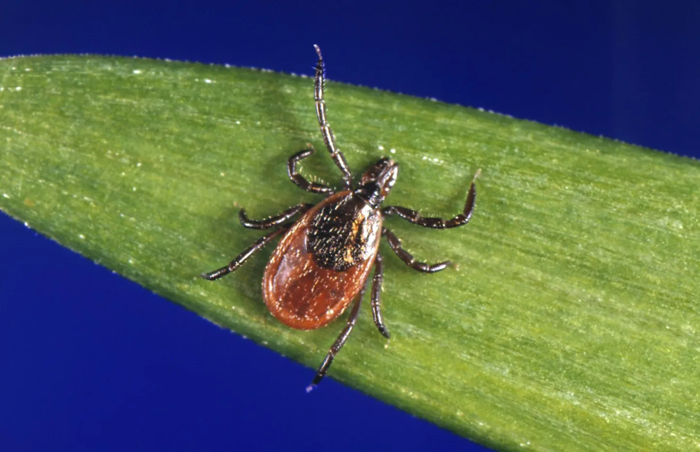 Kui puukentsefaliidiga kandub viirus edasi puugi hammustuse hetkest, siis borrelioosi pisiku saamiseks kulub mitu ööpäeva või kauemgi. Nakatumise vältimiseks tuleb sisseimenud puuk võimalikult kiirelt eemaldada.