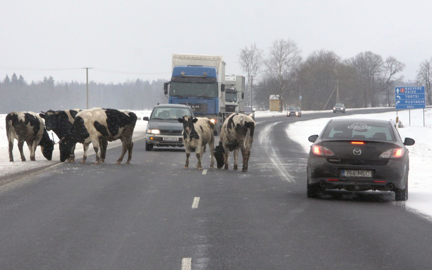Omapäi jalutavad lehmad Seljal häirisid liiklust Pärnu-Rakvere maanteel.
