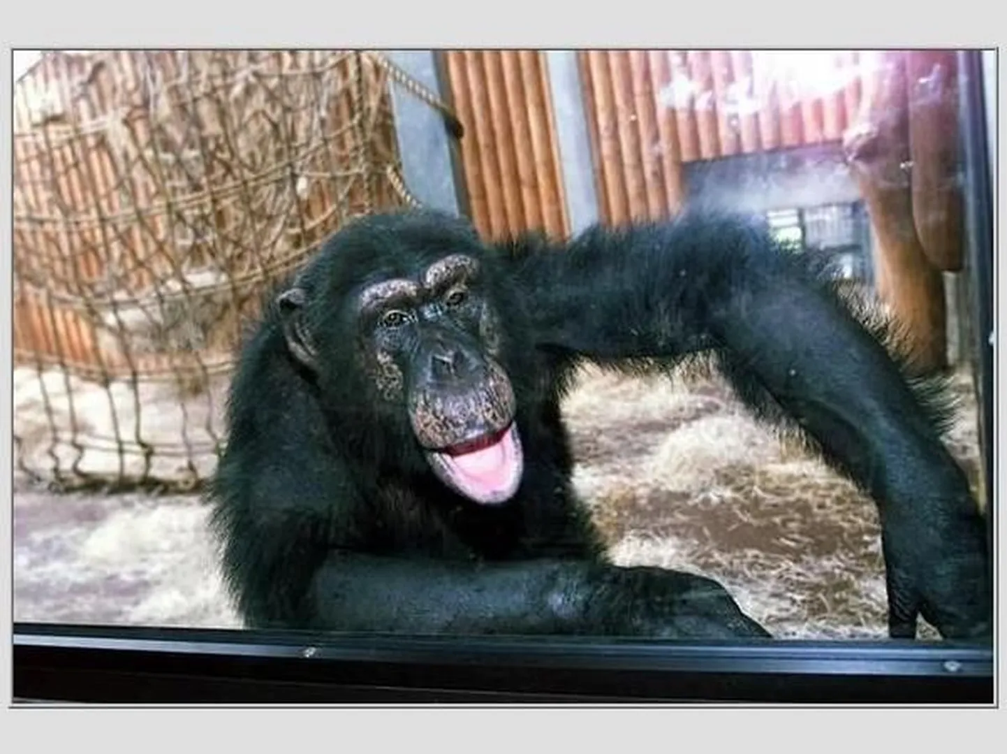 Шимпанзе в Таллиннском зоопарке. Снимок иллюстративный.