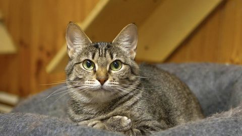 PÄEVAKÄPP ⟩ «Tema elu oli täis külma, hirmu ja pidevat võitlust ellujäämise nimel.»