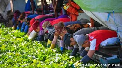 Без сезонных сельхозрабочих в ФРГ может погибнуть часть урожая