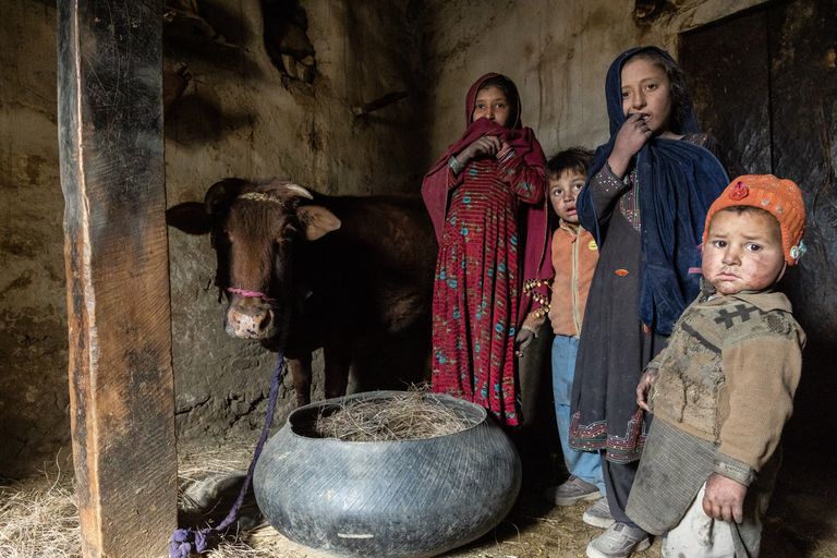 Afganistani külalapsed, kes jagavad elamist vasikaga