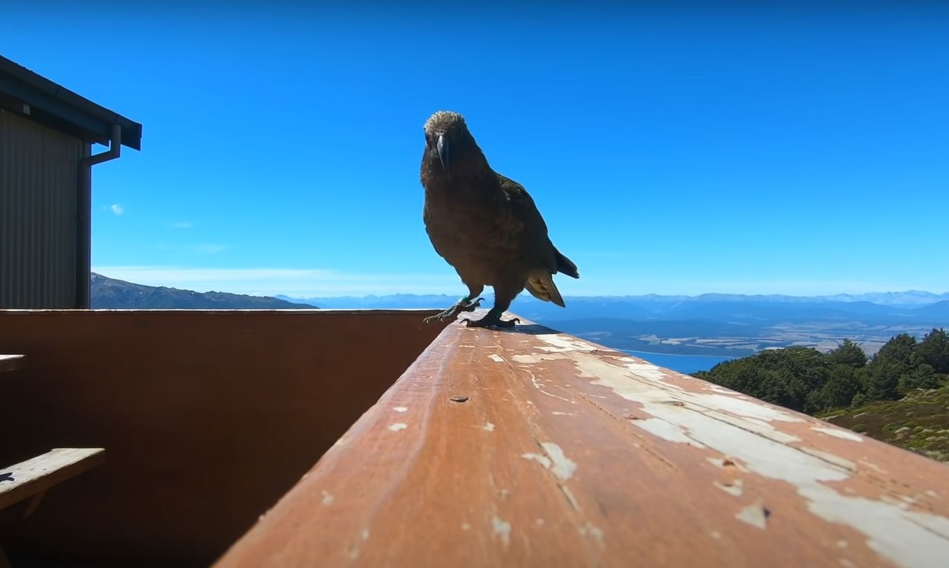 New Zealand Parrot Gopro