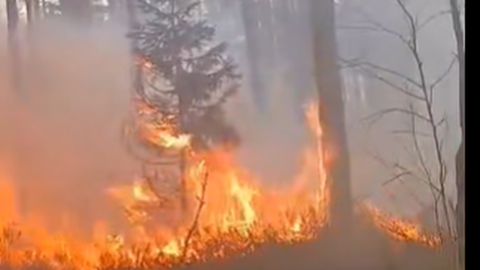 VIDEO ⟩ Jau otro diennakti glābēji dzēš ugunsgrēku dabas liegumā “Ances purvi un meži”