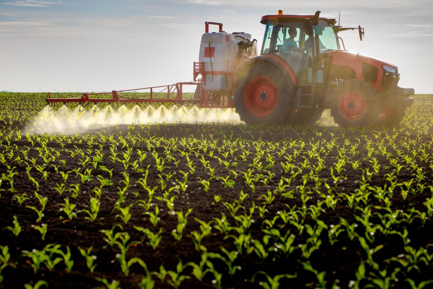 Traktor pritsib noort maisipõldu pestitiididega, et umbrohud ei kasvaks liiga suureks ega hakkaks kultuurtaimega konkureerides
saaki mõjutama.