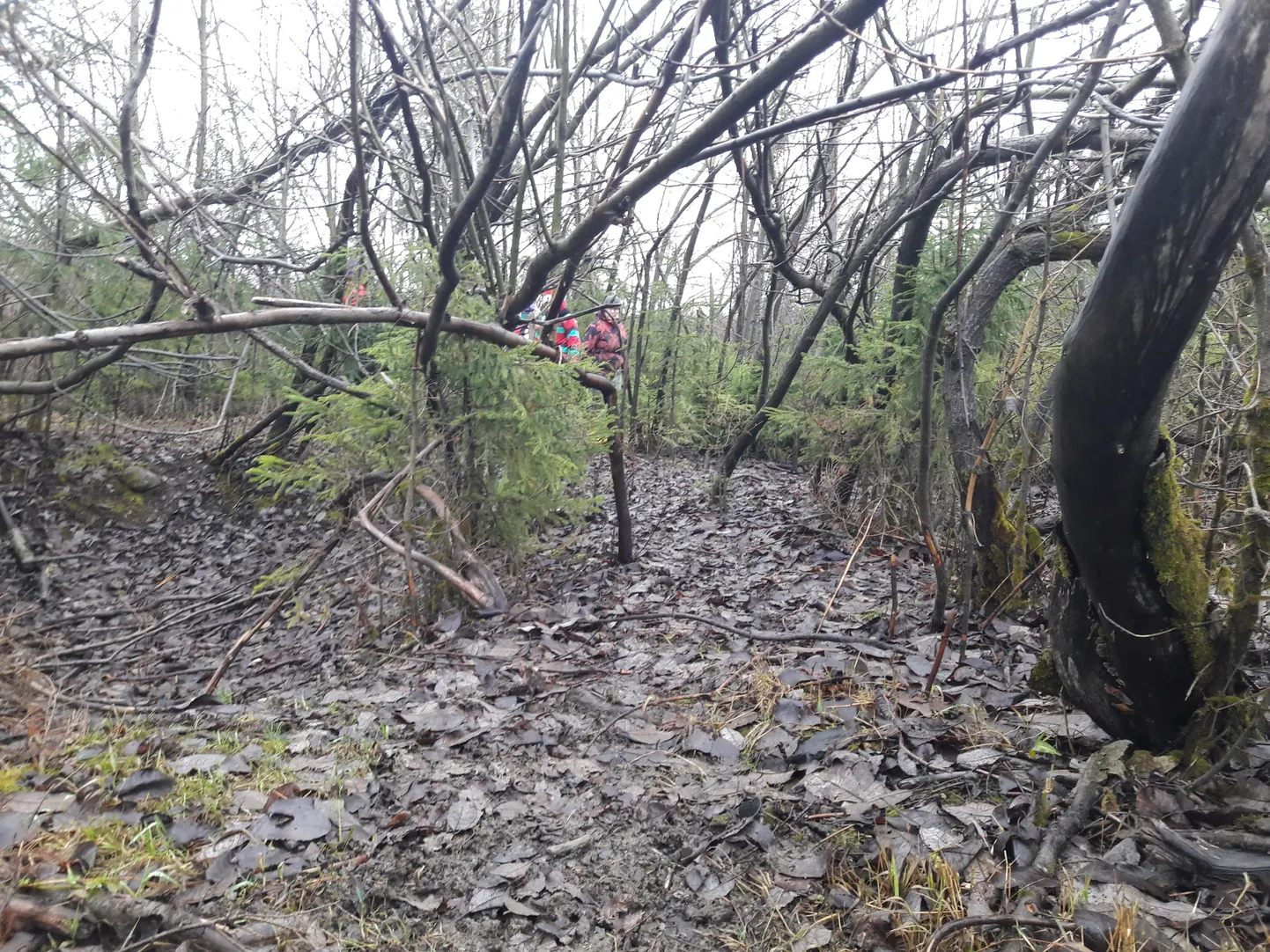 Jõhvi lähedal olevas metsas pole 2020. aasta jaanuari keskpaigas talvest vähimatki märki.