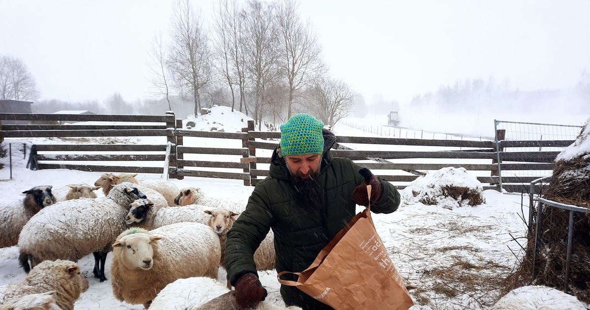 Jõulupuu leiab lõpu lõkkes või loomade ninaesisena