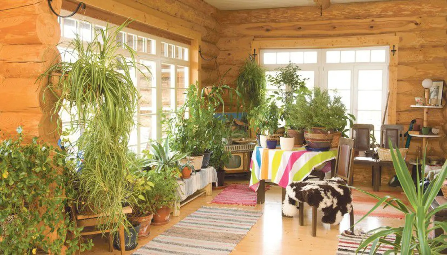Sadevälja aiandustalu häärberi renoveerimise käigus ehitati perenaise soovil maja otsa ka palkidest veranda - nagu muistsetes talumajades, et seal toalilli kasvatada.