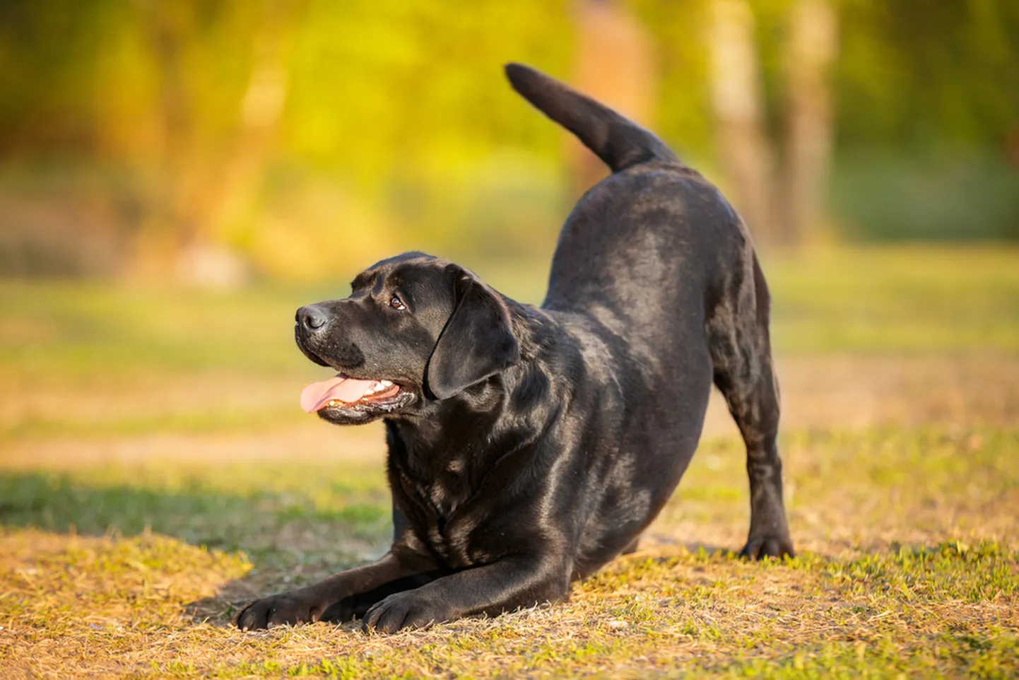 Labrador