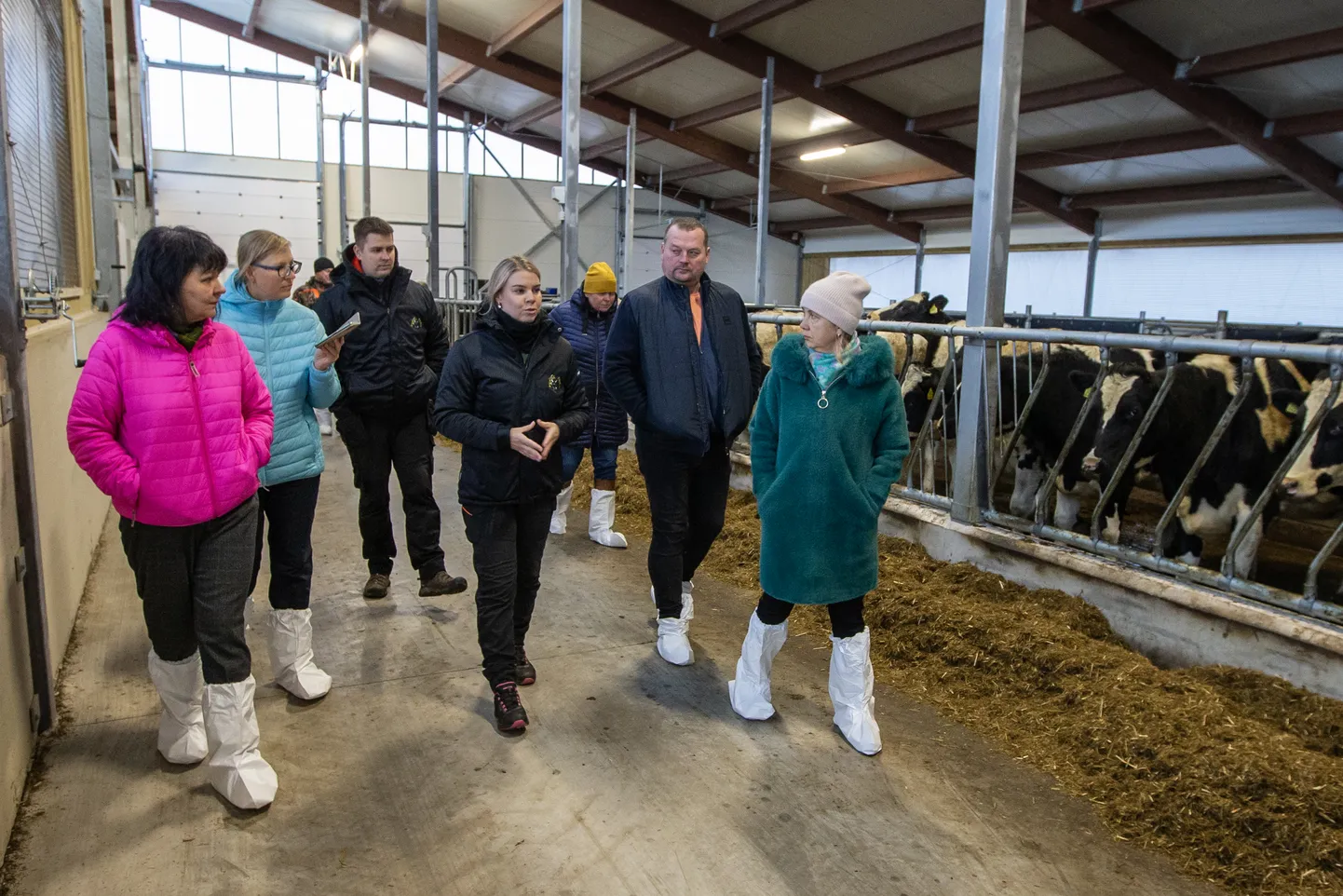 Eliise Ingel Pungas tegi piirkonna ettevõtjatele ringkäigu, näidates viimasel ajal tehtud investeeringuid loomade ja töötajate heaolusse.