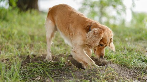 Loomaarst vastab: miks koer aeda auke kaevab?
