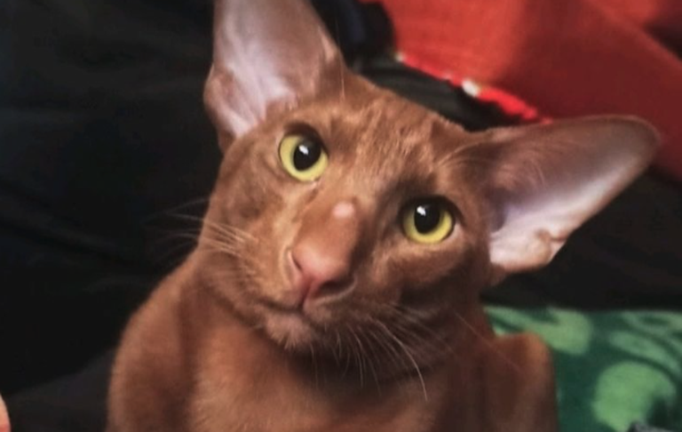 Фабио был крупный светло-коричневый кот с большими выразительными изумрудно-зелеными глазами.