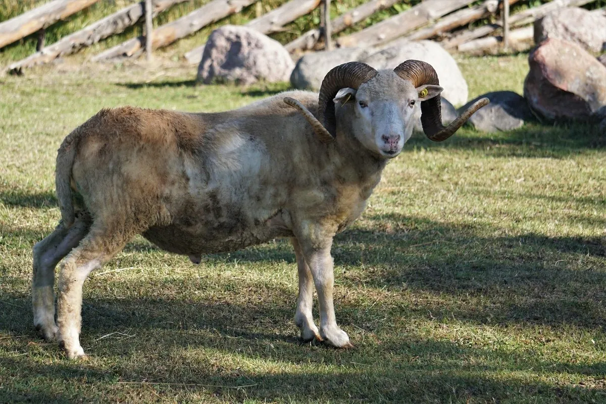 Kihnu lamba oinas Salava.