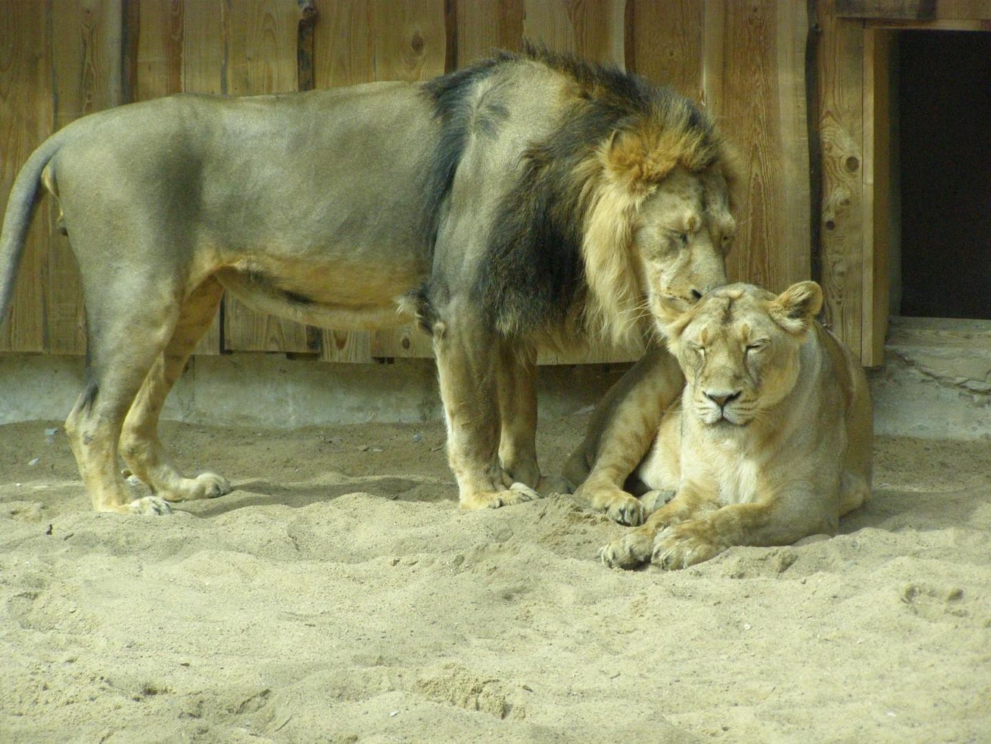 Tallinna loomaaia aasia lõvid.